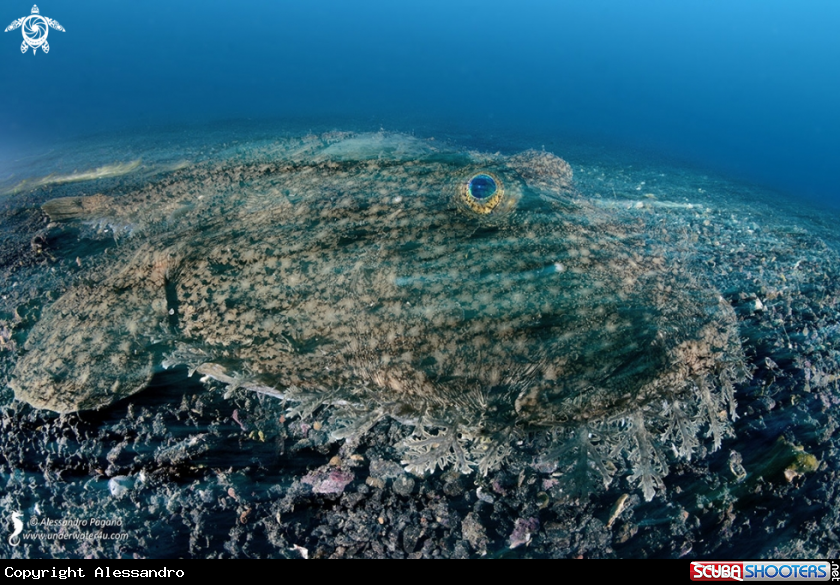 A Rana pescatrice