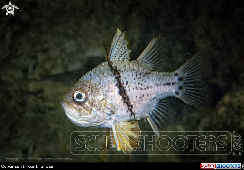 A Cardinal Fish