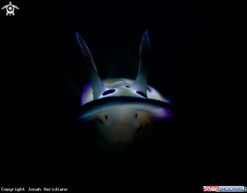 A Nudibanch