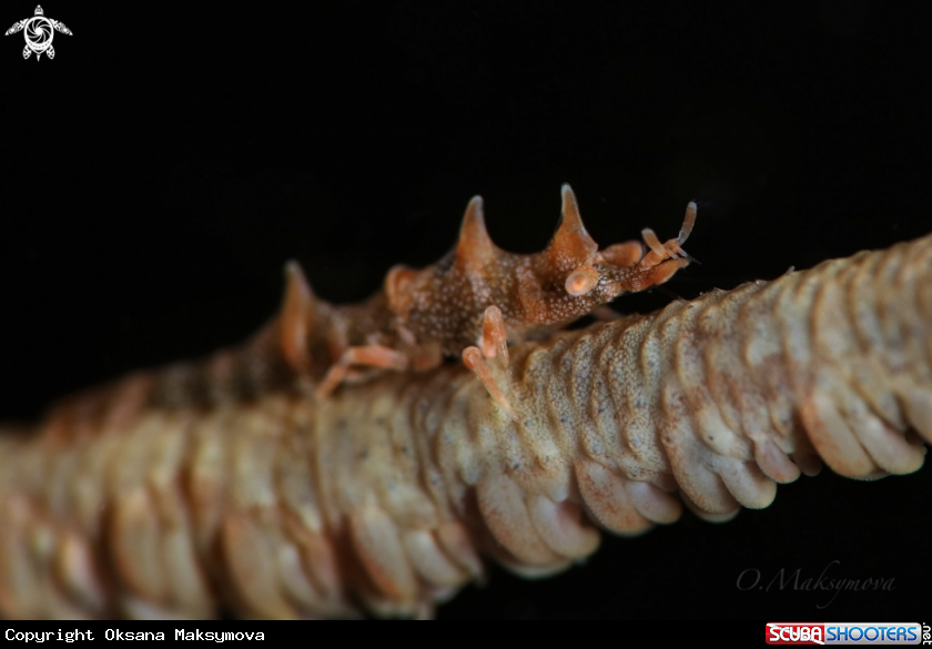 A Miropandalus hardingi