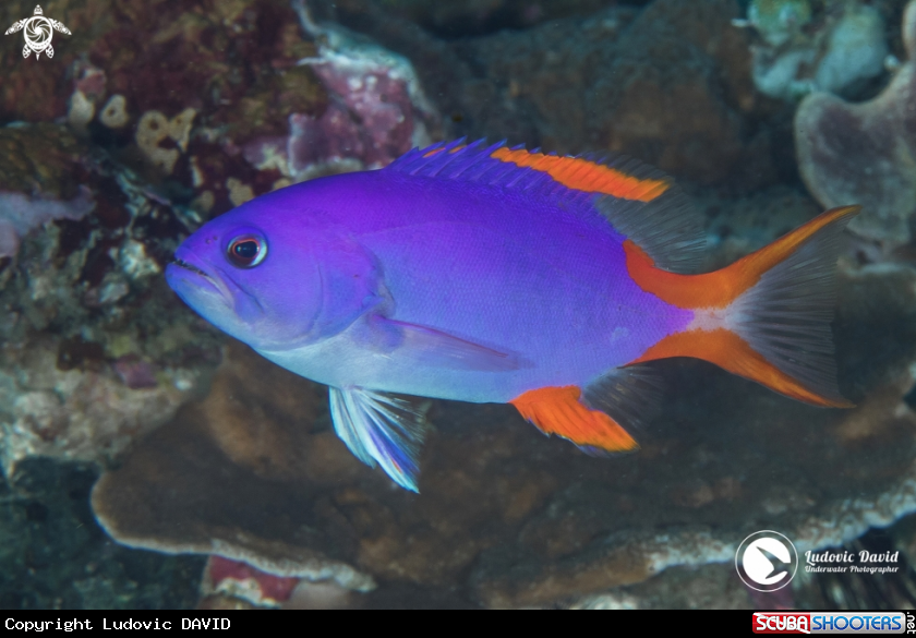 A Masked Grouper