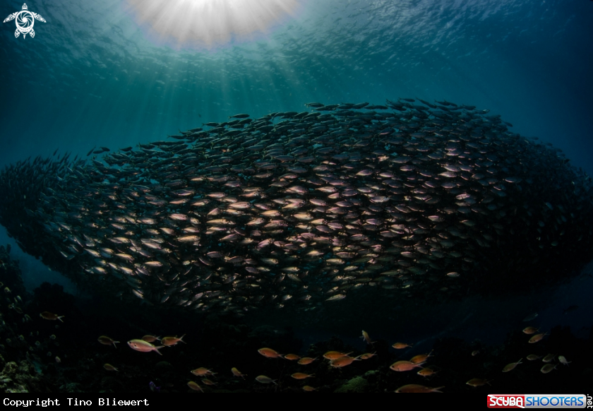 A The wall of fish