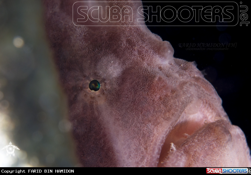 A giant frogfish