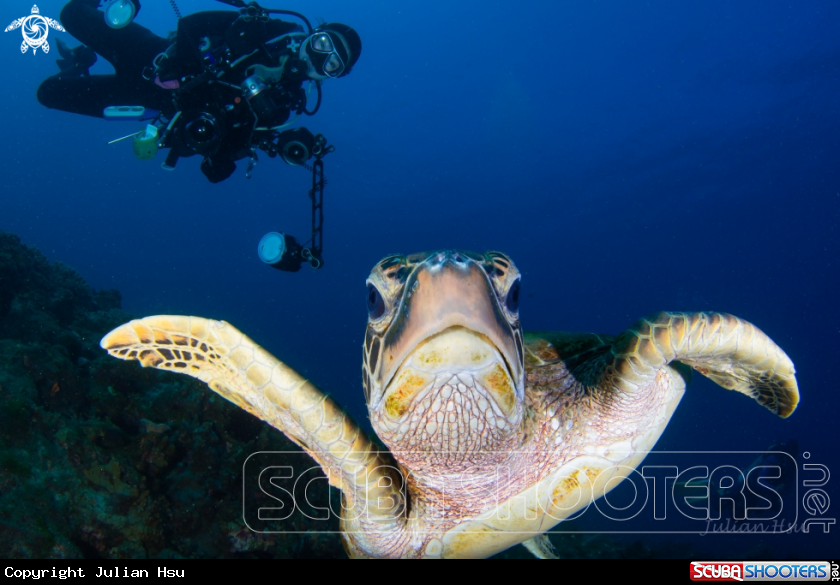 A Green sea turtle