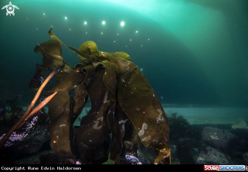 A Kelp