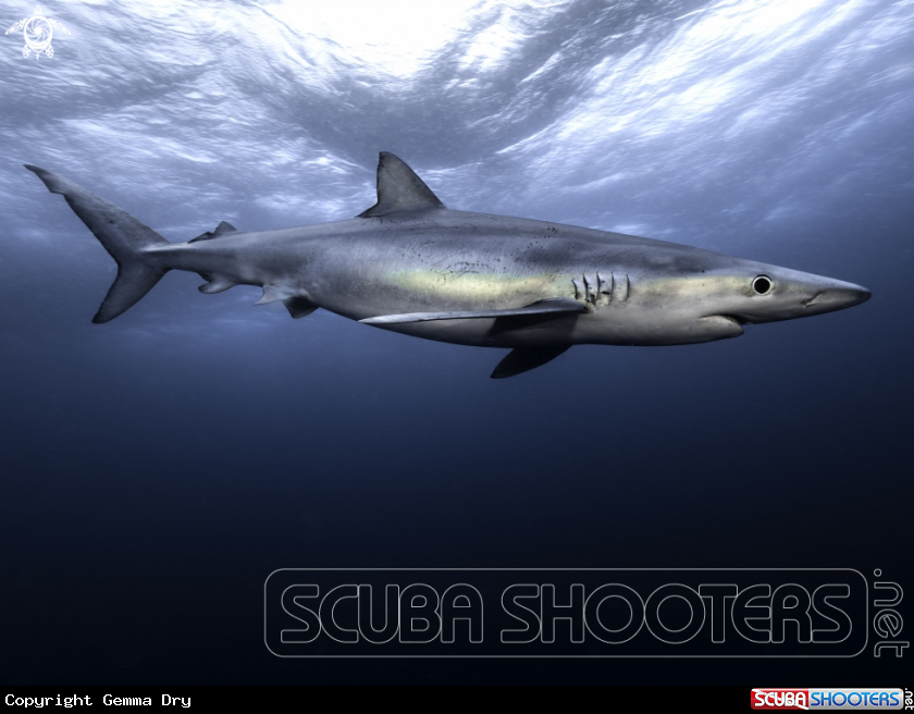 A Blue Shark