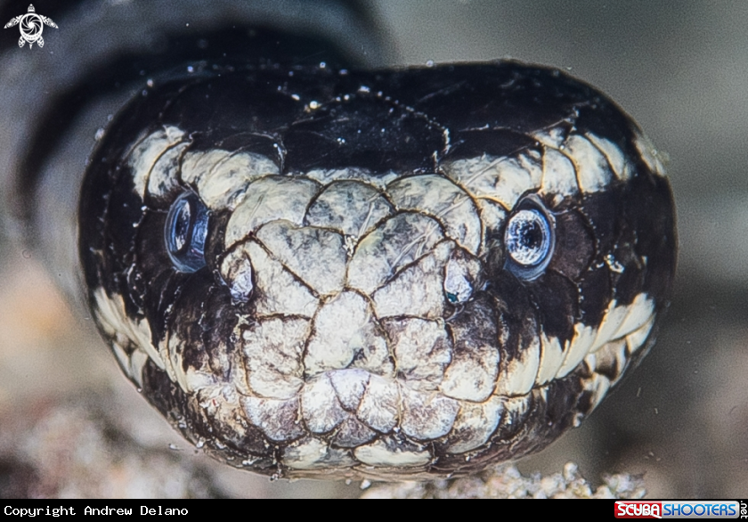 A White Lipped Krait