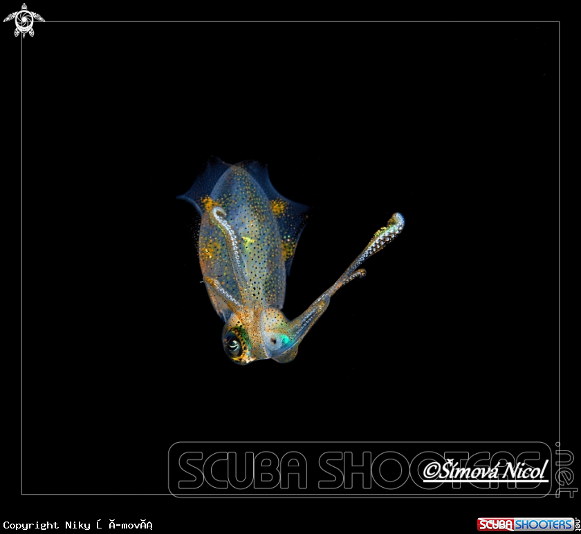 A Pigmy squid