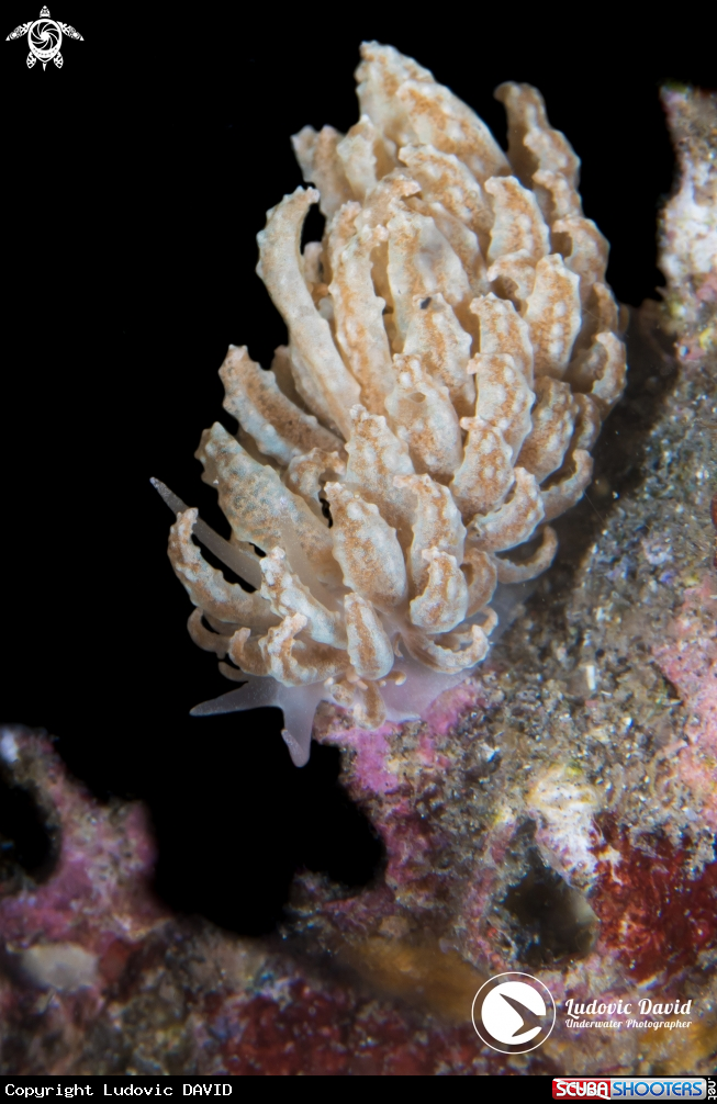A Lizard Island Phyllodesmium Nudibranch