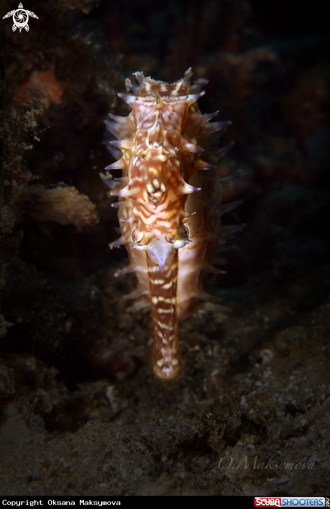 A Hippocampus histrix