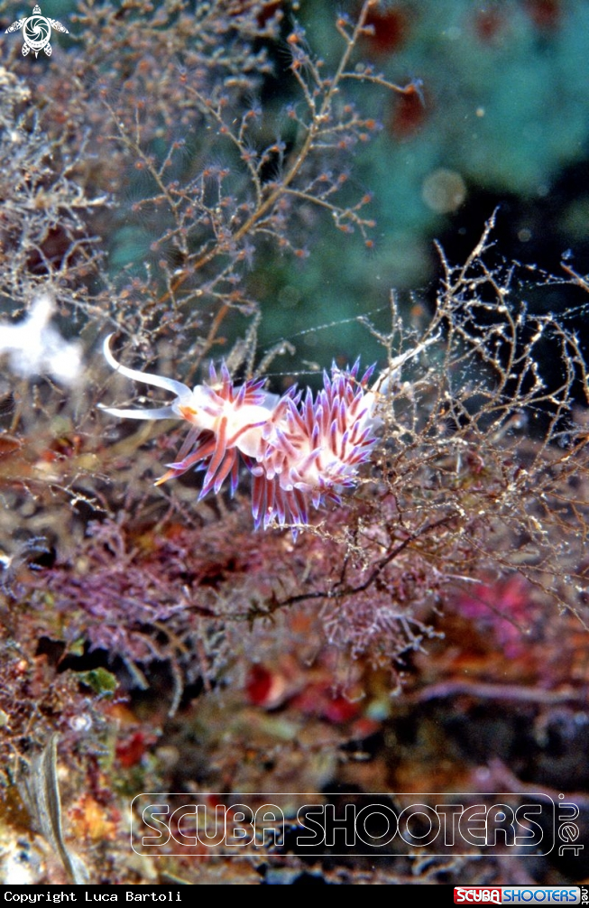 A nudibranch