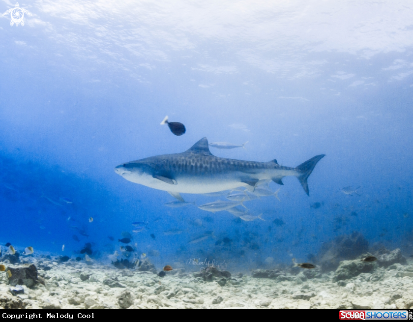 A Tiger Shark