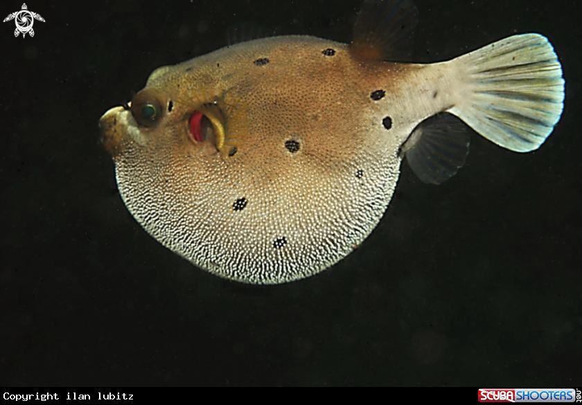 A puffer fish