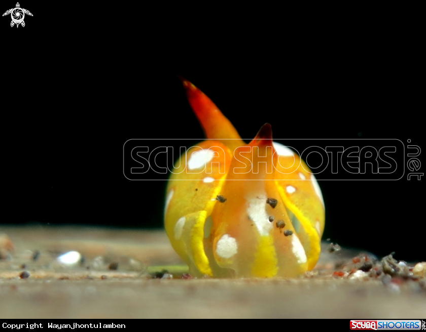 A Siphopteron