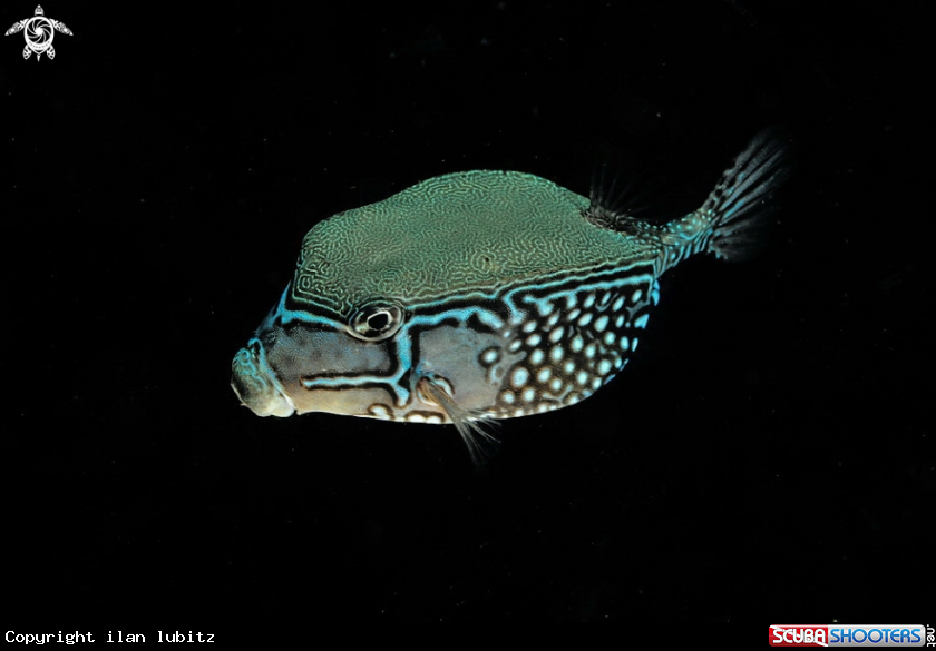 A reef fish
