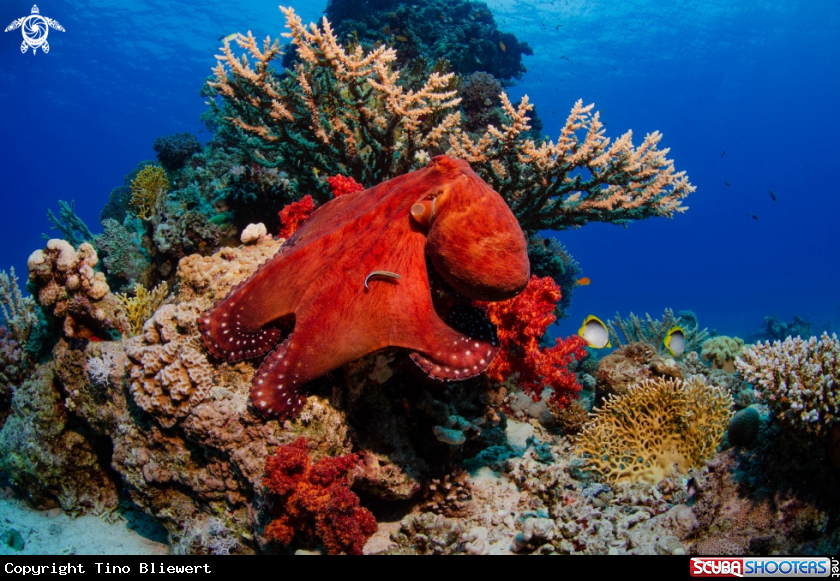 A Octopus in the reef