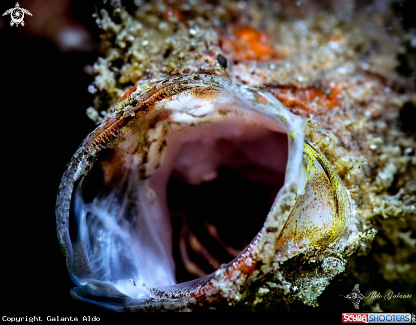 A Frogfish