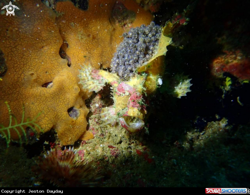 A Spot fin frogfish or marbledmouth frogfish