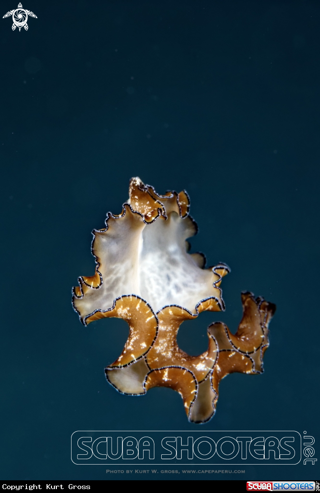 A Flatworm