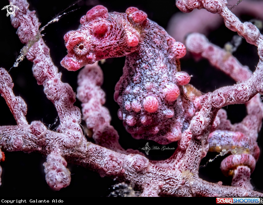 A Pygmy S. Bargibanti