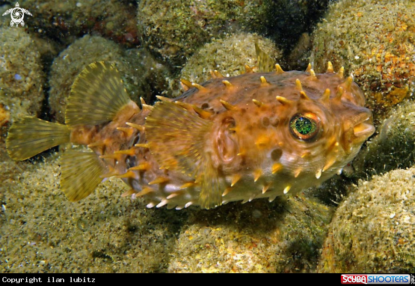A puffer fish