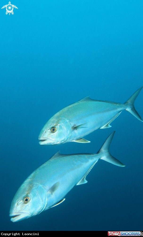 A Ricciola