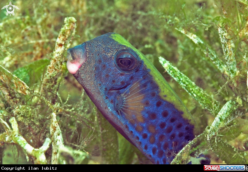 A reef fish