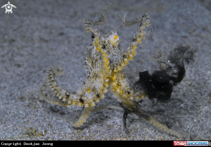 A octopus