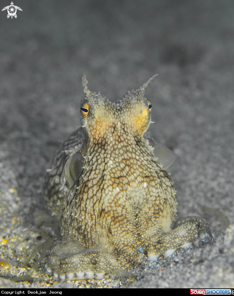 A octopus