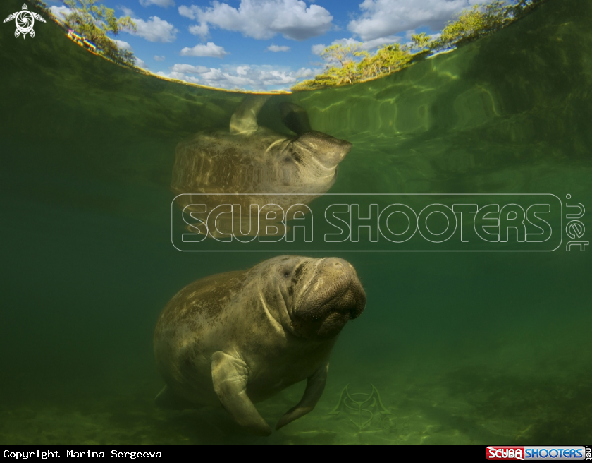 A Manatee