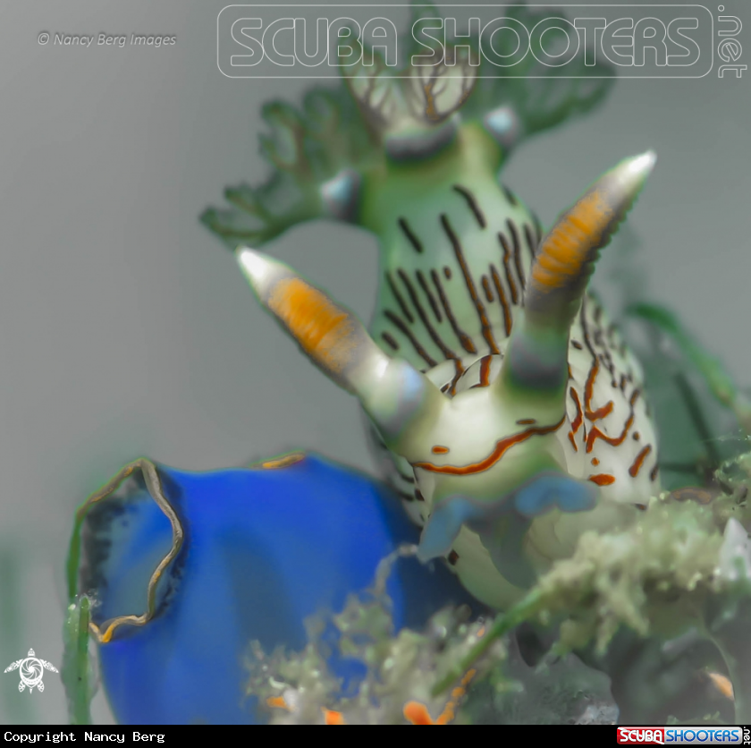 A Nembrotha linolata