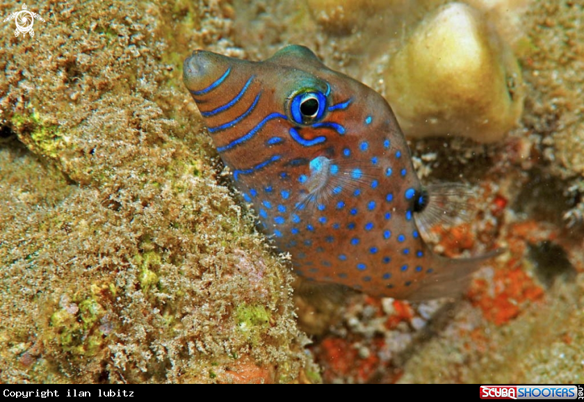A toby puffer fish
