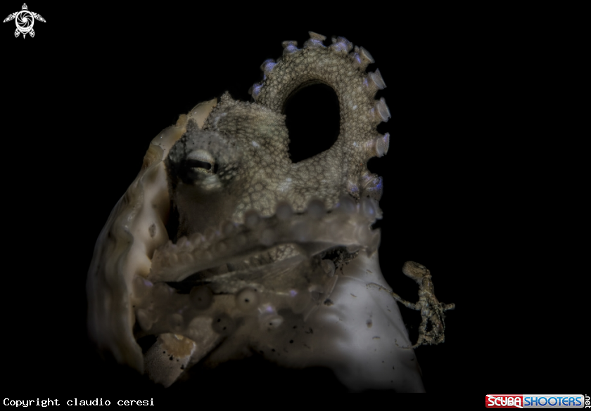 A coconut octopus 