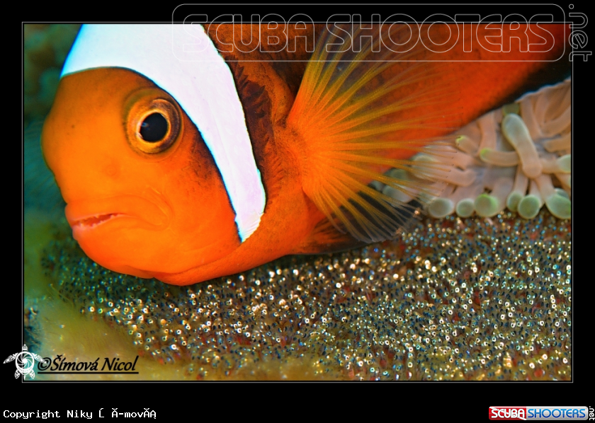 A Nemo family