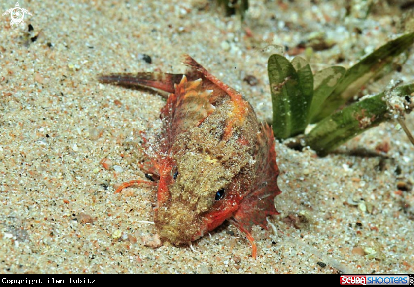 A sea robin