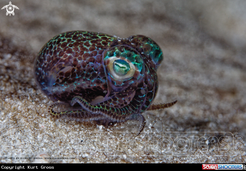 A Boptail squid