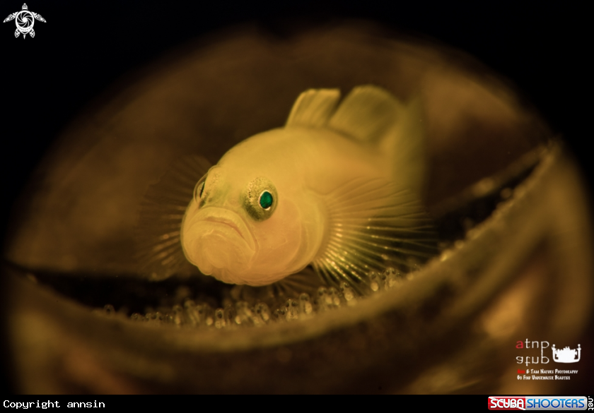 A Yellow goby