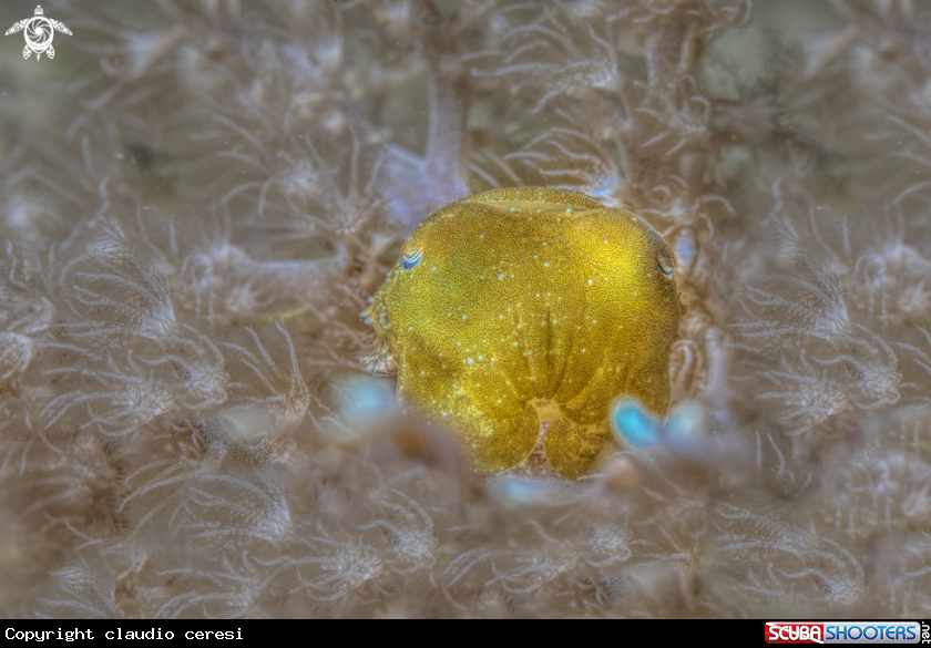 A cuttlefish