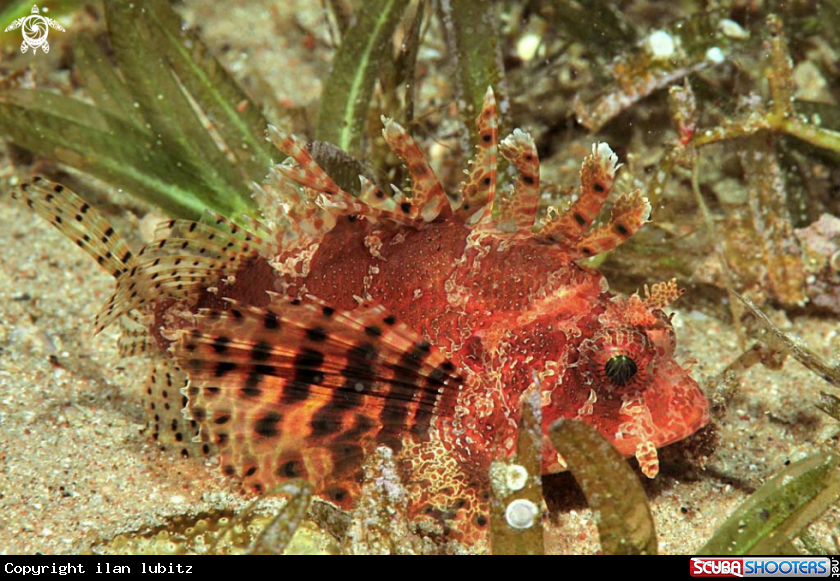 A lion fish