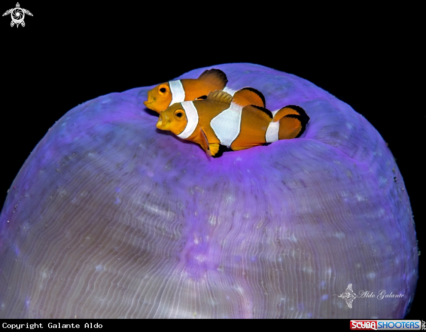 A Clownfish