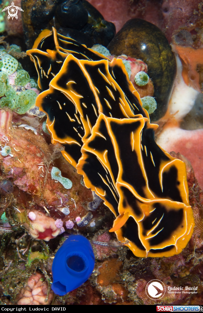 A Reticulidia Nudibranch