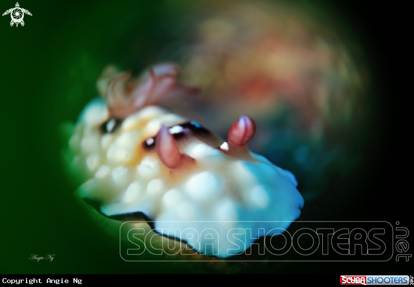 A Chromodoris hintuaensis.