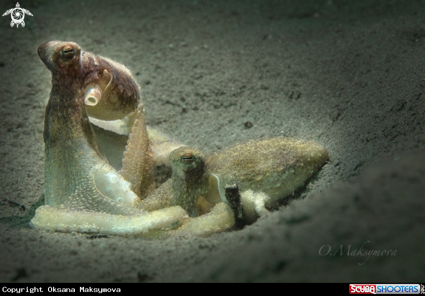 A Longarms octopuses 
