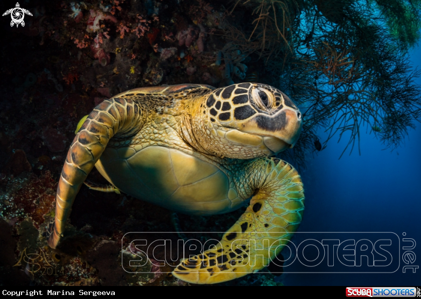 A Sea turtle