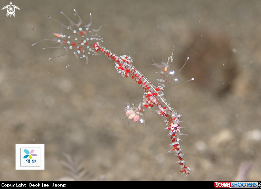 A ghost pipefish