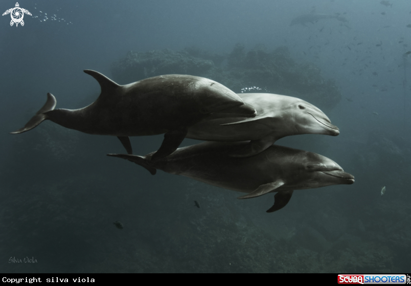 A Bottlenose Dolphin