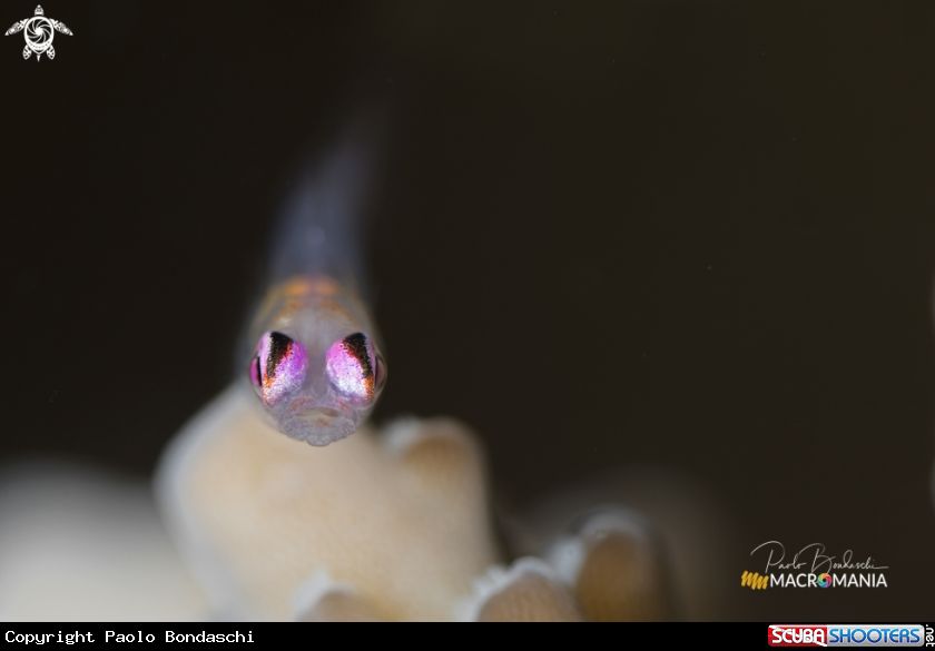A Pink Eye Goby