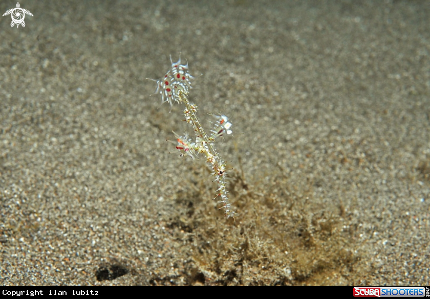 A ghost pipefish