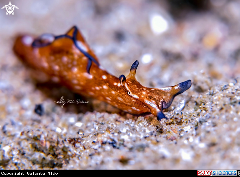 A Aplysia Nudibranch