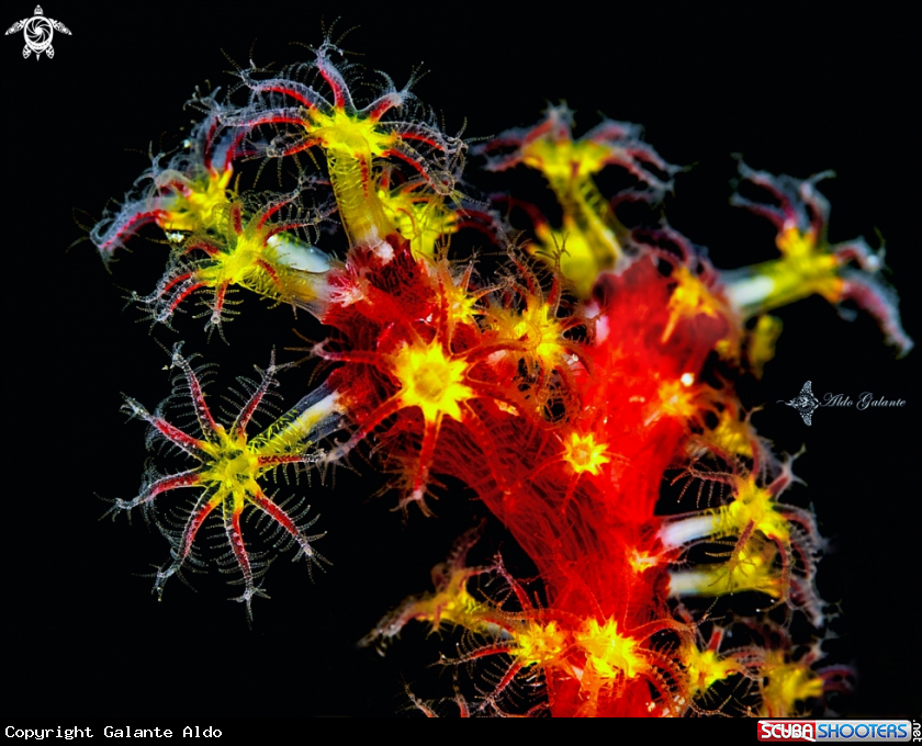 A Soft Coral